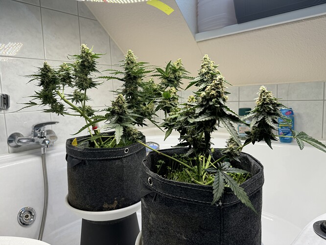 Growreport Bild 2
