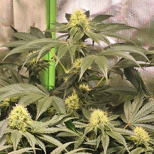 Growreport Bild 3
