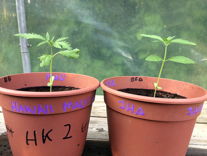 Grow26062805