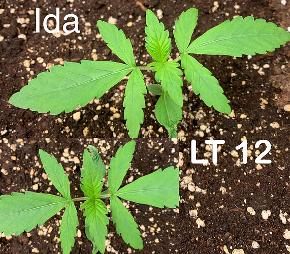 Growreport Bild 2
