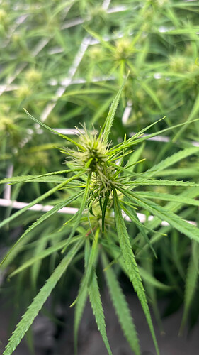 Growreport Bild 5