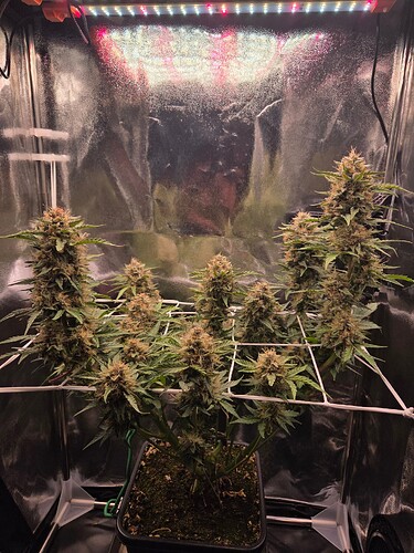 Growreport Bild 1