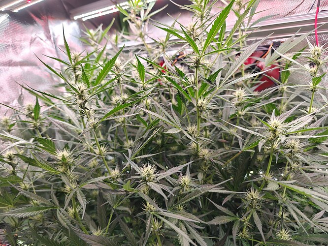 Growreport Bild 6