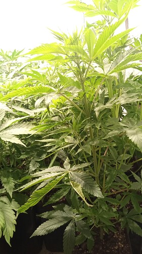 Growreport Bild 1