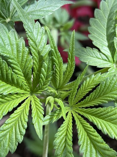 Growreport Bild 8