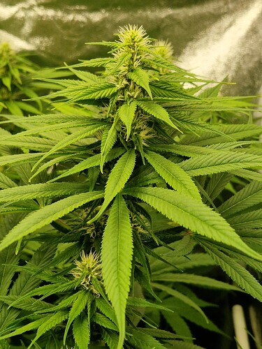 Growreport Bild 7