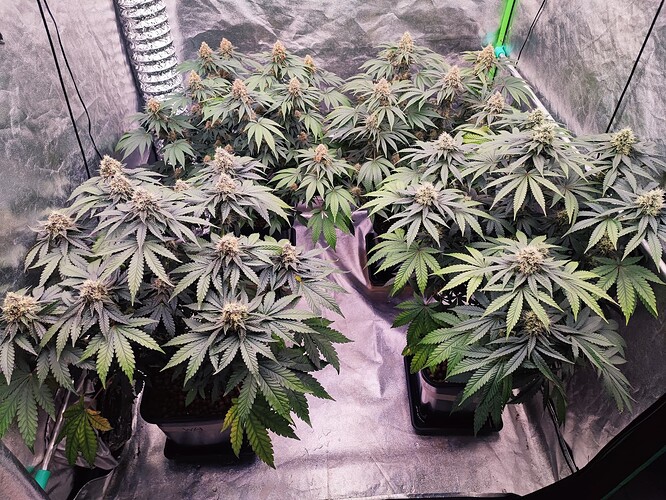 Growreport Bild 1