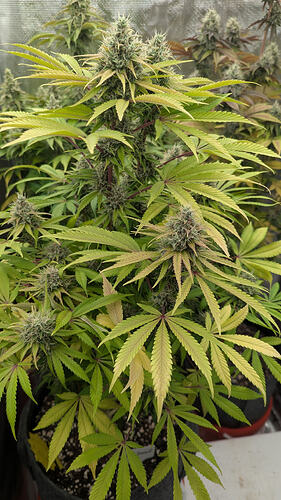 Eine blühende Cannabispflanze mit dichten Blütenständen und gelblich-grünen Blättern, die Anzeichen von Nährstoffmangel zeigen.