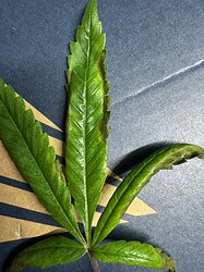 IMG_9567