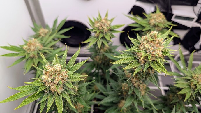 Growreport Bild 26