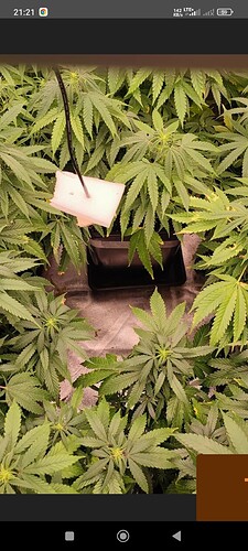 Growreport Bild 46