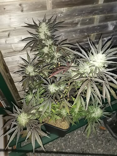 Green Gelato outdoor 2024 (5)