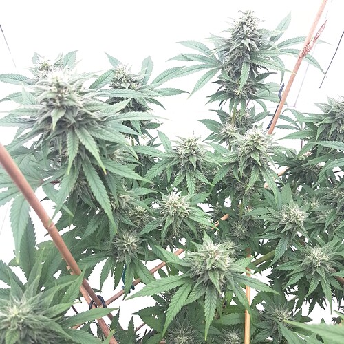 Growreport Bild 16