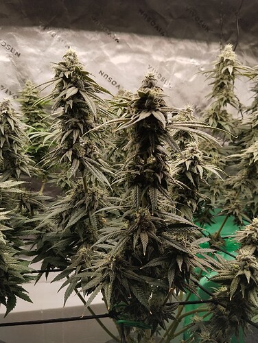 Growreport Bild 16