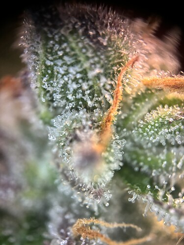 Growreport Bild 92
