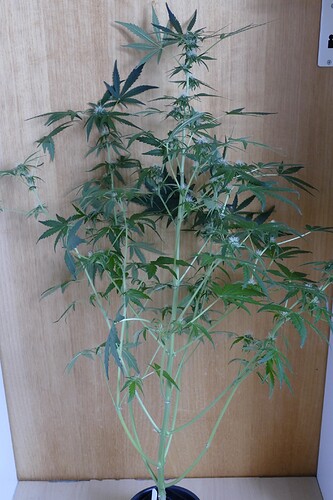 Growreport Bild 8