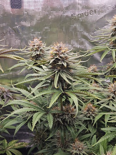 Growreport Bild 11