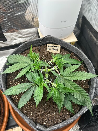 Growreport Bild 2