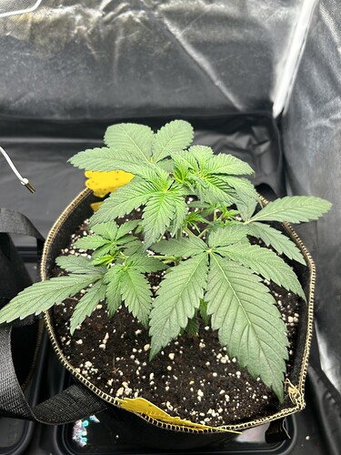 Growreport Bild 1