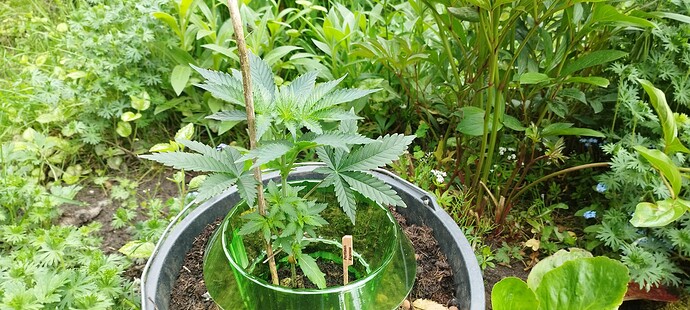 Growreport Bild 1