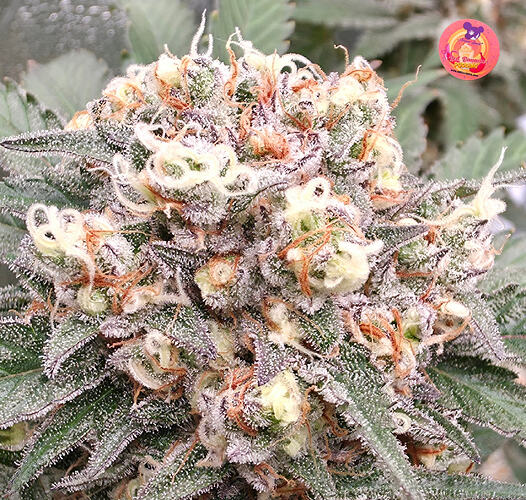 Growreport Bild 12