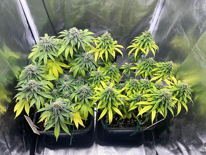 Growreport Bild 1