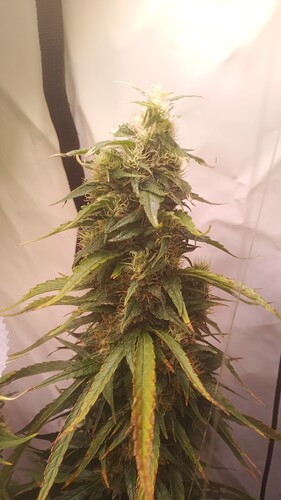 Growreport Bild 7