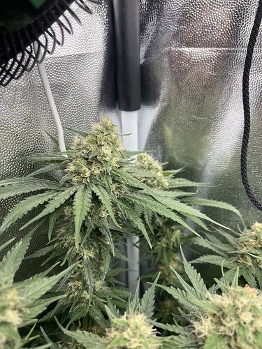 Growreport Bild 3