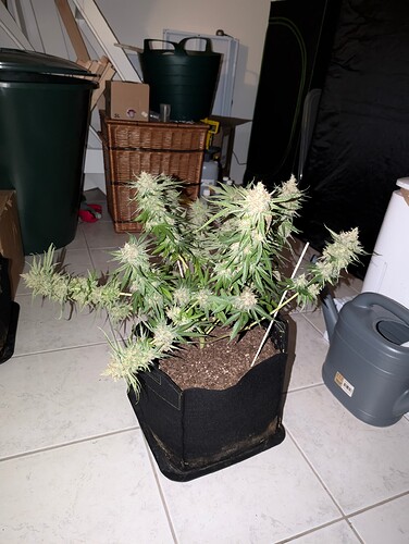 Growreport Bild 25