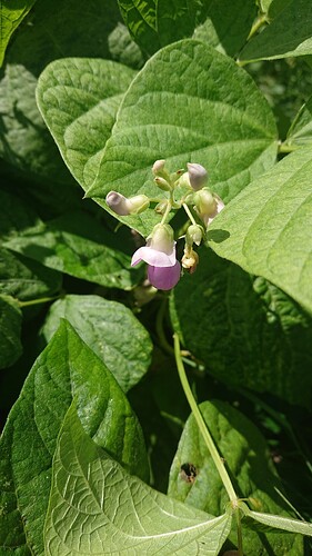 Growreport Bild 20
