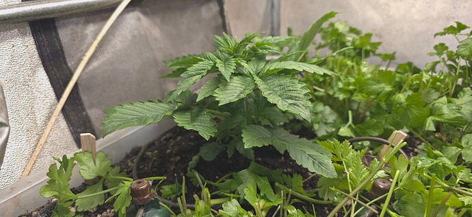 Growreport Bild 19