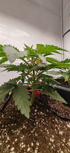 IMG_20241211_201324_edit_328984445165231