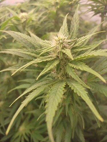 Growreport Bild 5