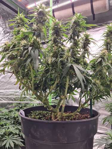 Growreport Bild 8