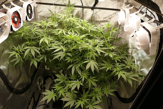 Growreport Bild 25