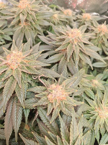 Growreport Bild 2