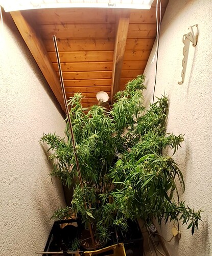 Growreport Bild 3