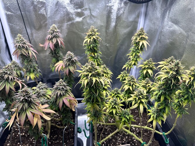 Growreport Bild 1