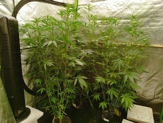 Mehrere hohe Cannabispflanzen in einem Zelt, eine davon mit einem Ventilator daneben.