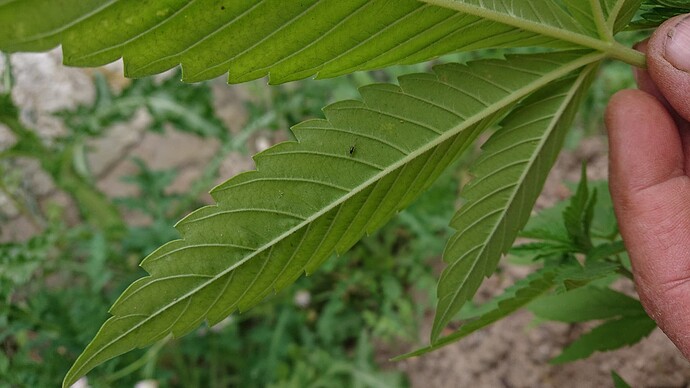Growreport Bild 38