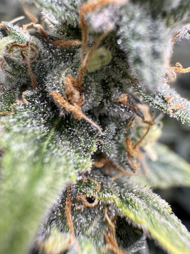 Growreport Bild 15