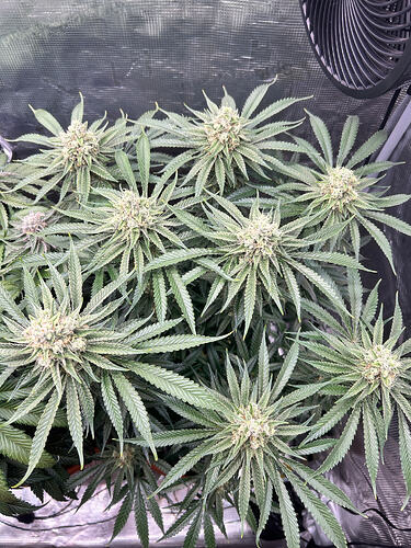 Growreport Bild 7
