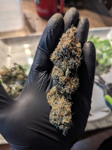 Growreport Bild 3