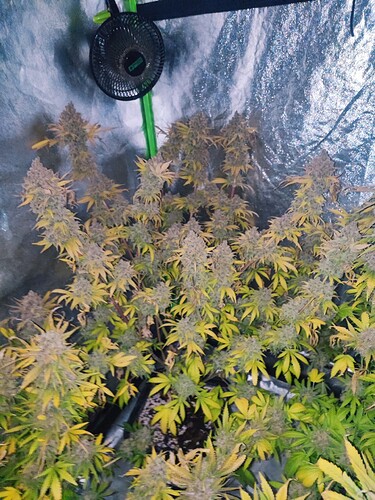 Growreport Bild 63