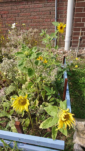 Growreport Bild 30