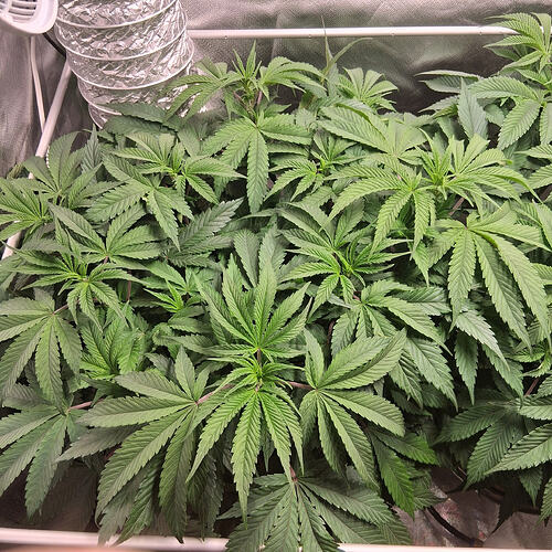 Afghani #1  01