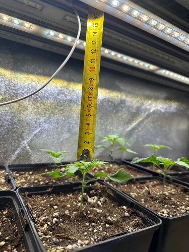 Growreport Bild 42