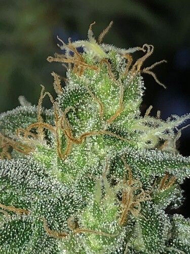 Growreport Bild 7