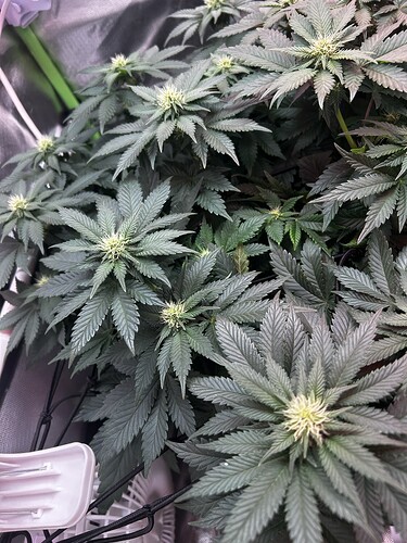 Growreport Bild 5