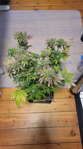 Growreport Bild 9